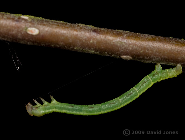 Looper caterpillar with silk thread on Birch branch