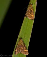 Two examples of Pyrausta aurata on leaf