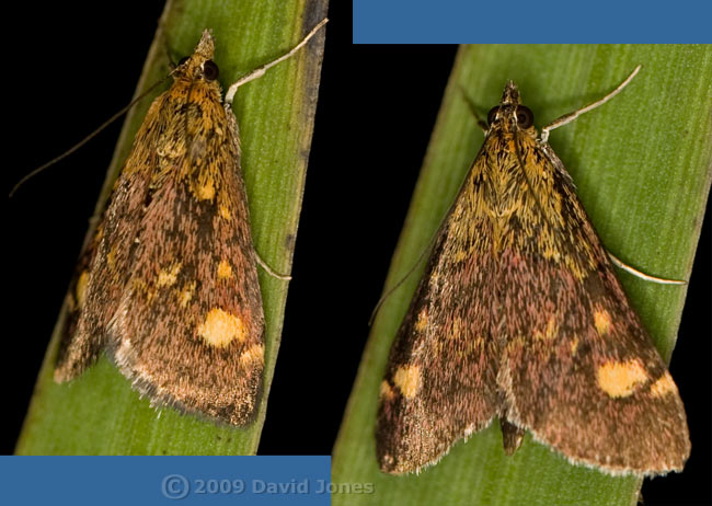 Two examples of Pyrausta aurata on leaf - close-ups
