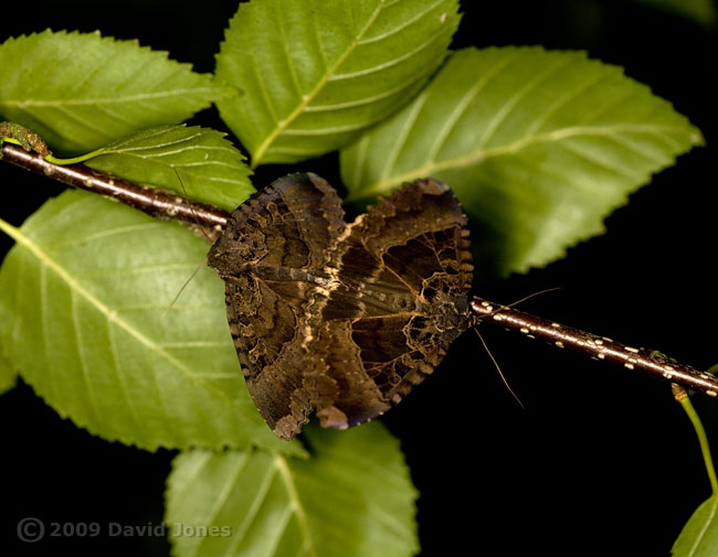 Old Lady moths (Mormo maura) mating on Birch tree - 1