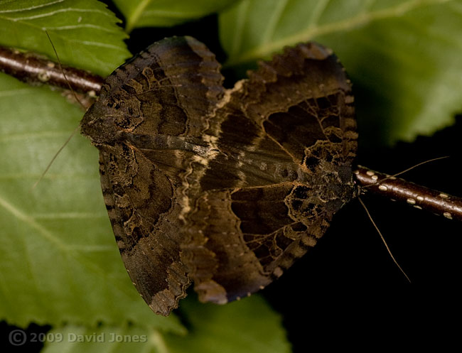 Old Lady moths (Mormo maura) mating on Birch tree - 2