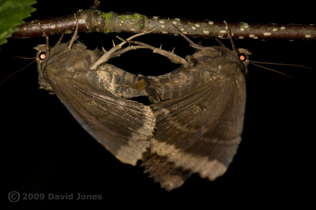 Old Lady moths (Mormo maura) mating on Birch tree - 3