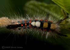 Caterpillar of Vapourer Moth - dorsal view