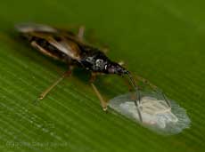 Unidentified bug feeds on barkfly eggs