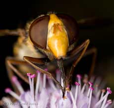 Hoverfly (Volucella zonaria) gathers pollen from mint flower anthers