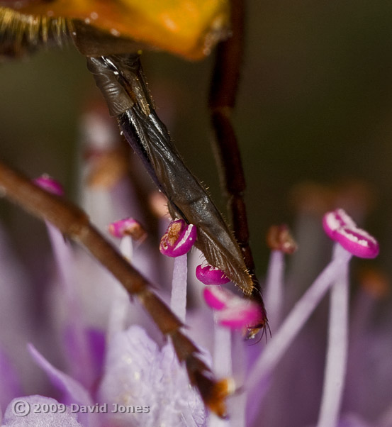 Hoverfly (Volucella zonaria) - close-up of proboscis (cropped image)