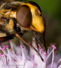 Hoverfly (Volucella zonaria) - close-up, showing proboscis