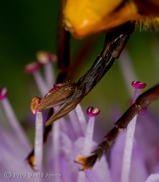 Hoverfly (Volucella zonaria) - showing forked tip of proboscis (cropped image)