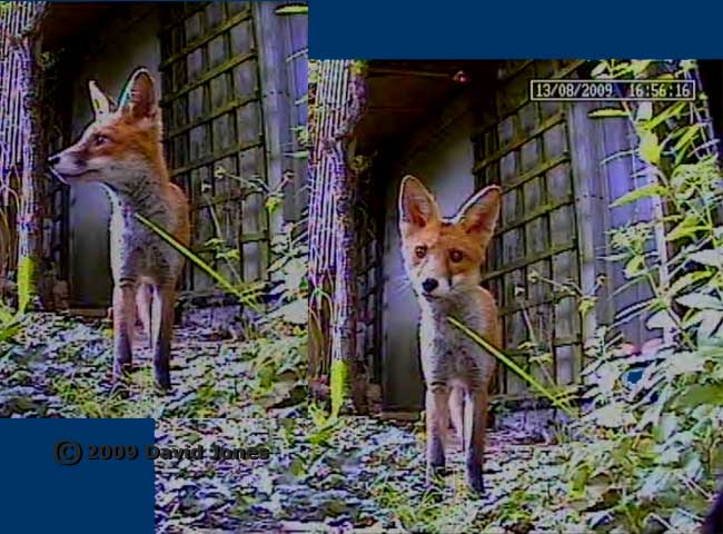 Our fox makes an appearance yesterday, in the early evening