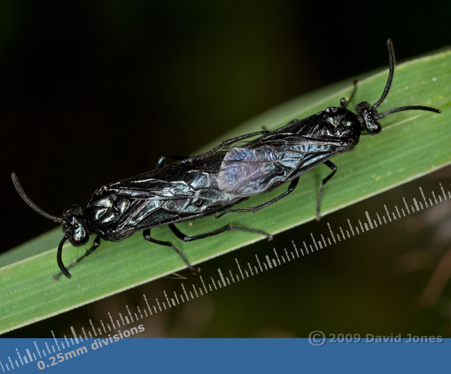 Rhadinocerea micans pair mating on grass - dorsal view