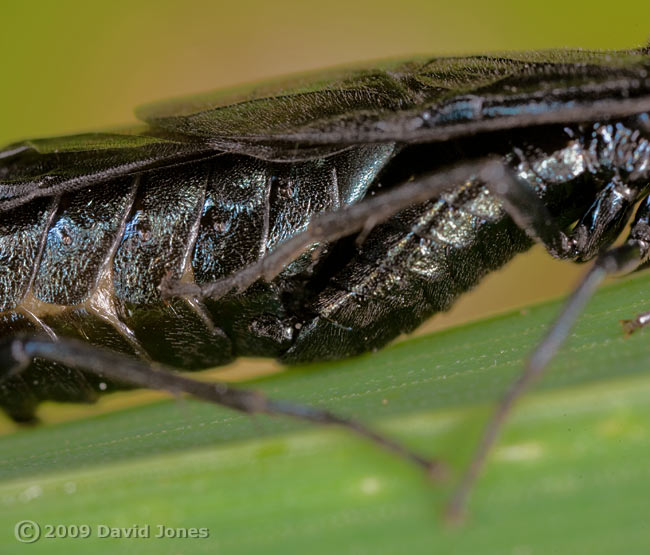 Rhadinocerea micans pair mating on grass - side view (close-up)