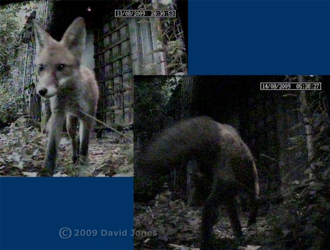 Our fox leaves last night and returns early this morning