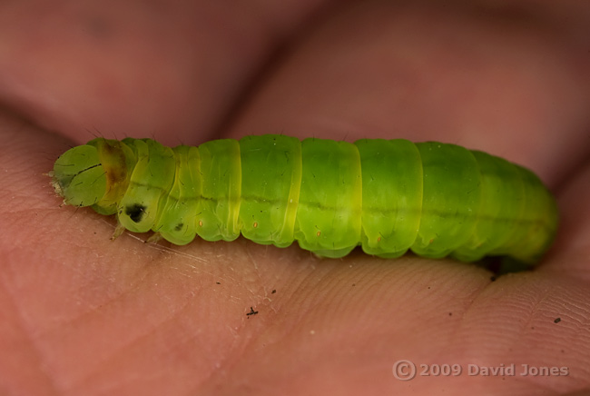 Caterpillar found on chair - 1