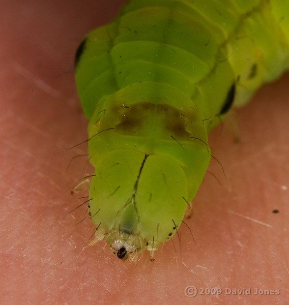 Caterpillar found on chair - 2