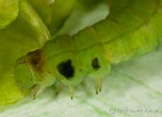 Caterpillar found on chair - later in day, with darkening spots