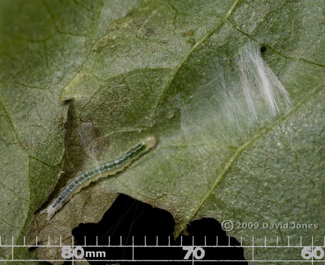 Caterpillar with silk shelter on Elder leaf