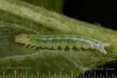 Caterpillar on Elder leaf