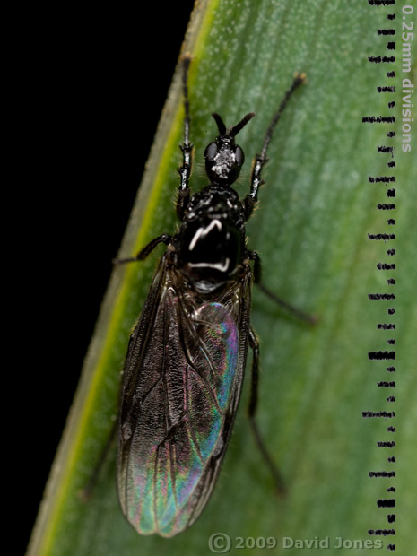 Fever-fly (Dilophus febrilis) on pond plant - 1