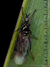 Fever-fly (Dilophus febrilis) on pond plant