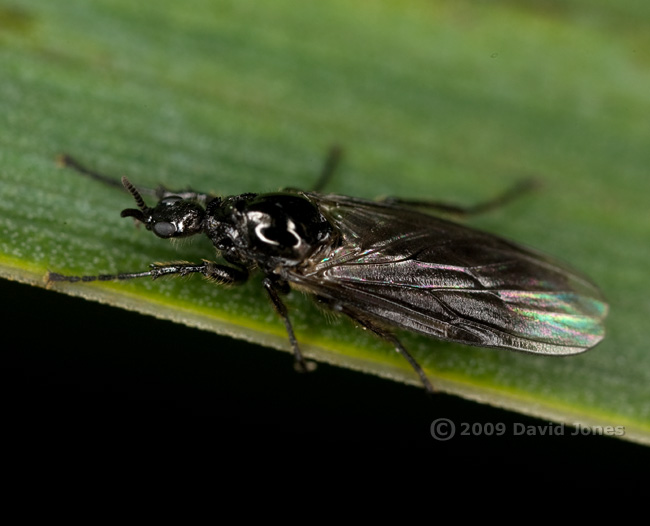 Fever-fly (Dilophus febrilis) on pond plant - 2
