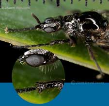 Fever-fly (Dilophus febrilis), showing ring of spines around front tibia