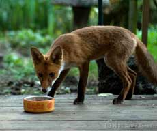 'Our' fox visits the veranda