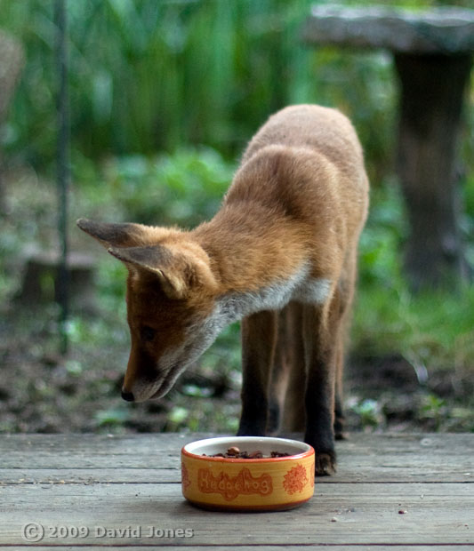 'Our' fox visits the veranda - 2