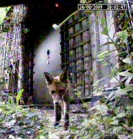 Poor quality cctv image of the fox leaving its den at 8.02pm