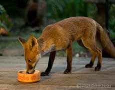 Fox on our veranda at 8.04pm