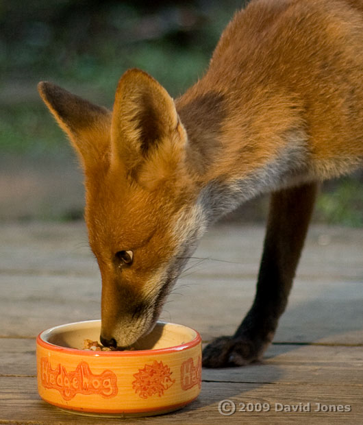 Fox on our veranda at 8.04pm - cropped image