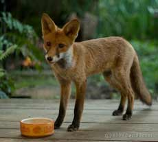 'Our' fox on the veranda this evening (7.49pm)