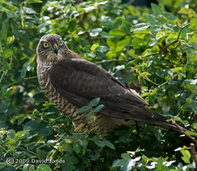 Sparrowhawk (female) on our Hawthorn this afternoon - 1