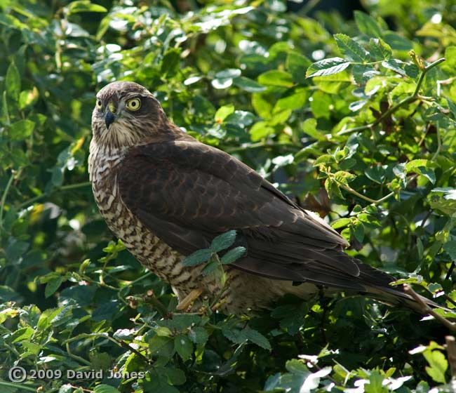 Sparrowhawk (female) on our Hawthorn this afternoon - 2