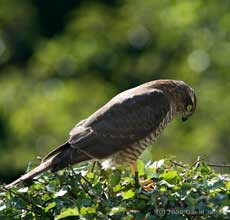 Sparrowhawk (female) on top of our Hawthorn this afternoon