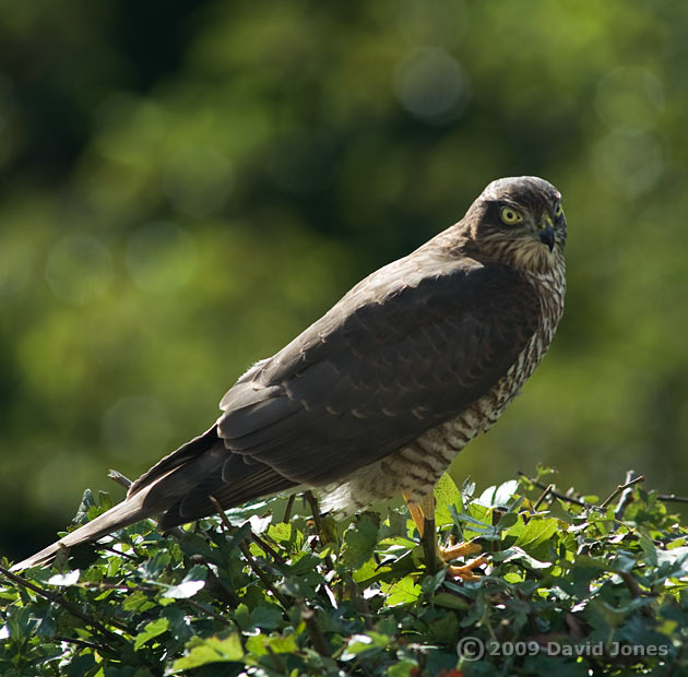 Sparrowhawk (female) on top of our Hawthorn this afternoon - 2