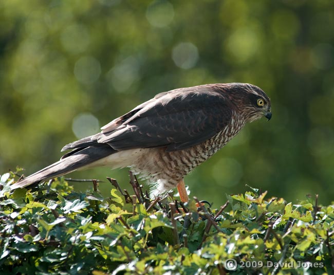 Sparrowhawk (female) on top of our Hawthorn this afternoon - 3
