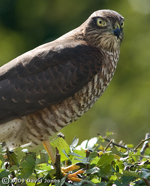 Sparrowhawk (female) on top of our Hawthorn this afternoon - 4