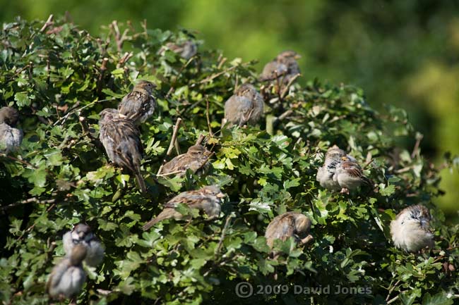 House Sparrows bask in the morning sunshine - 2