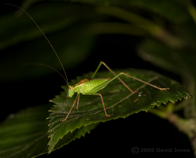 Male Speckled Bush Cricket (Leptophyes punctatissima) on Birch leaf