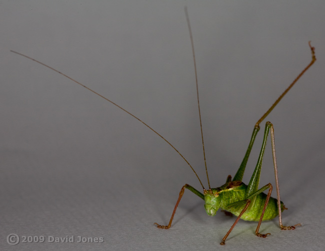 Speckled Bush Cricket (Leptophyes punctatissima) in defensive mode