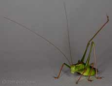 Male Speckled Bush Cricket (Leptophyes punctatissima) in defensive mode
