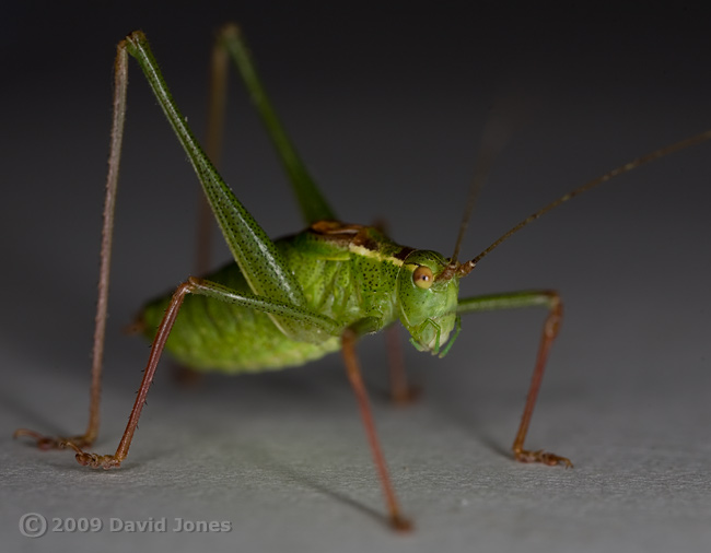 Speckled Bush Cricket (Leptophyes punctatissima) - 1