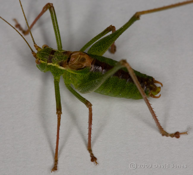 Speckled Bush Cricket (Leptophyes punctatissima) - 3