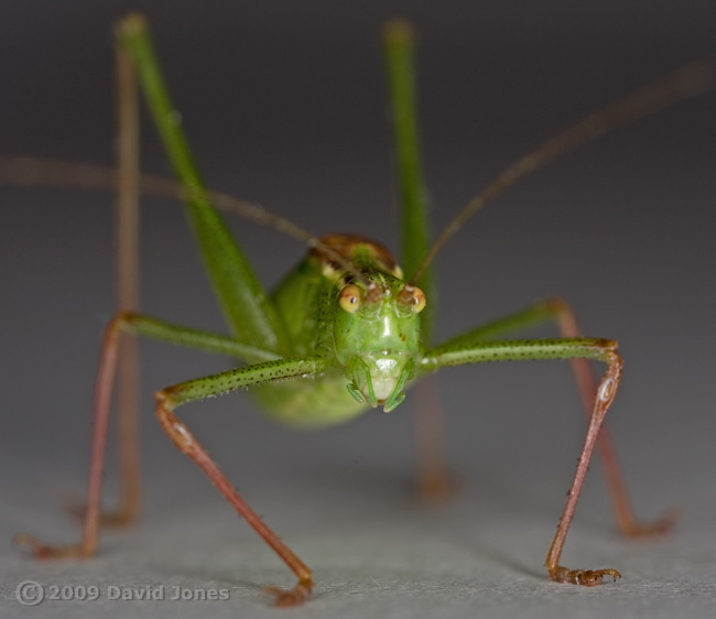 Speckled Bush Cricket (Leptophyes punctatissima) - 2