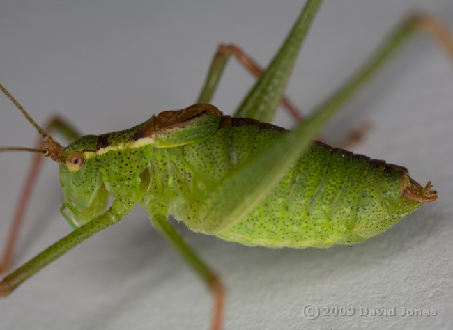 Speckled Bush Cricket (Leptophyes punctatissima) - 4