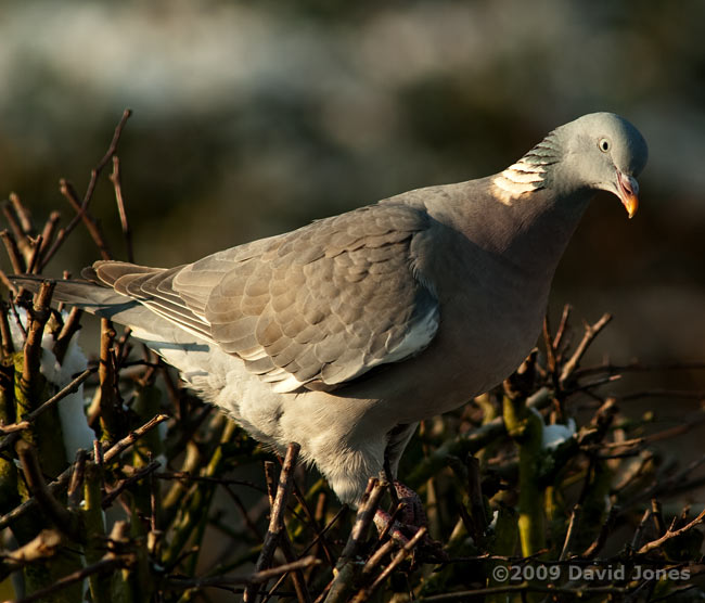 Wood Pigeon on top of the Hawthorn