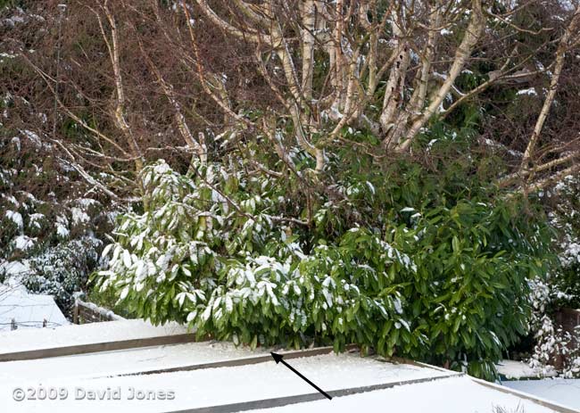 An arrow indicates where a fox is sheltering under Rhododendron foliage