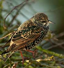 A Starling in winter plumage