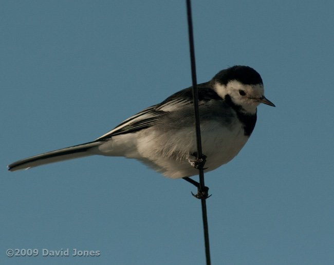 A Pied Wagtail makes a rare visit - 1