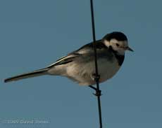 A Pied Wagtail makes a rare visit